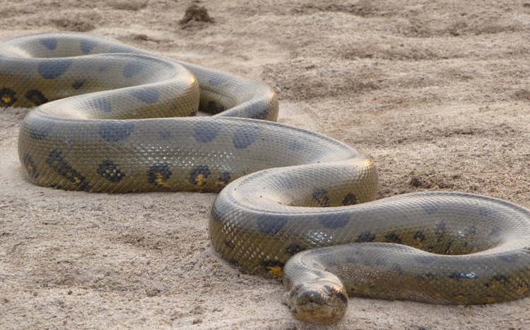 anacondas snakes hunting