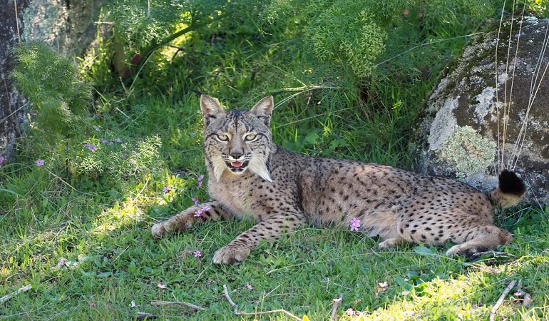 lynx house cat