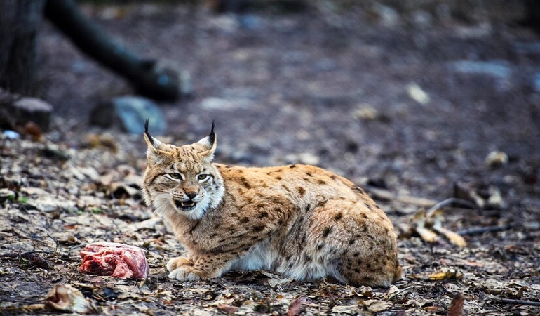 lynx cat breed