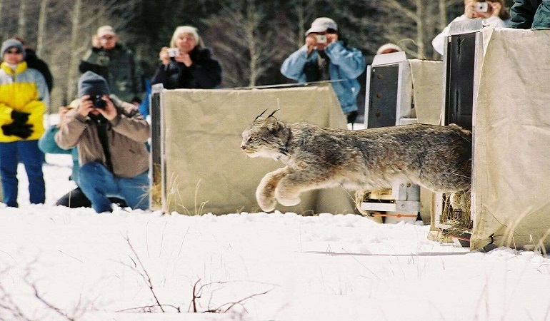 are lynx pack animals