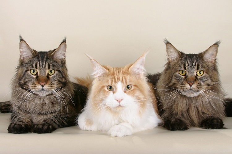 cats population in the world