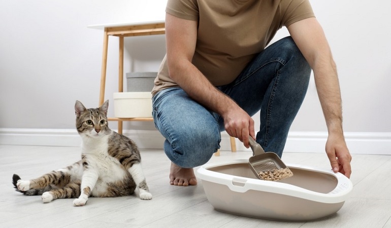 Cat playing outlet in litter box