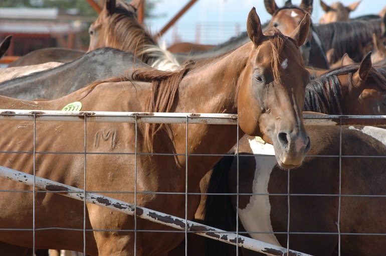 horse slaughter