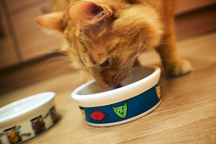 How Do I Clean A Cat Bowl A Complete Guide WAF