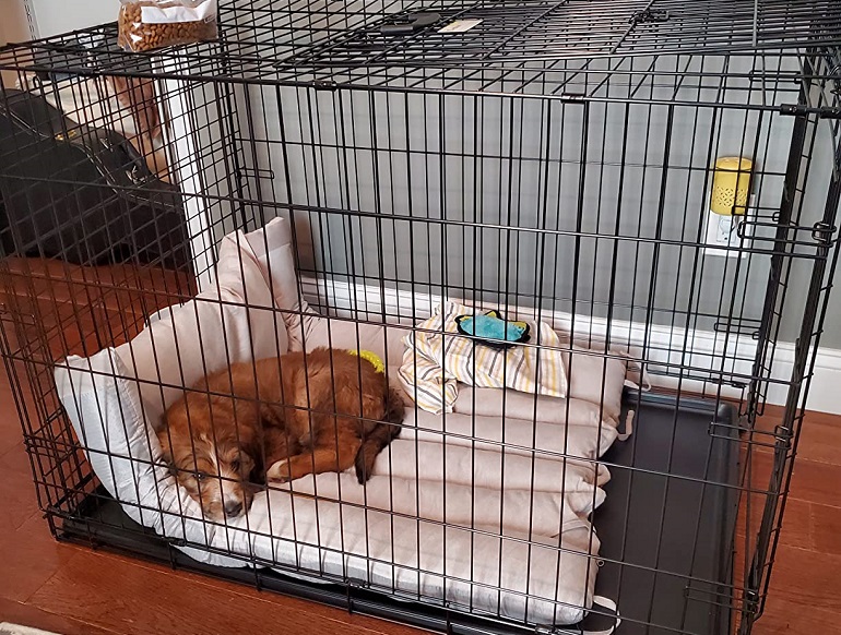 https://worldanimalfoundation.org/wp-content/uploads/2023/01/MidWest-Ultima-Pro-Double-Door-Folding-Dog-Crate.jpg