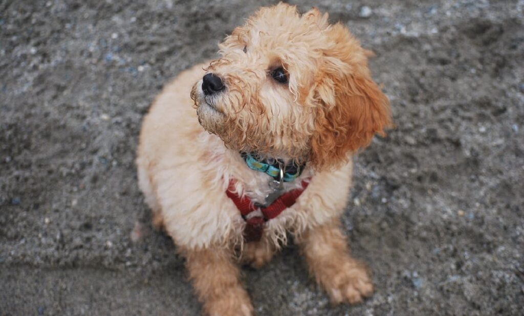 small golden doodle