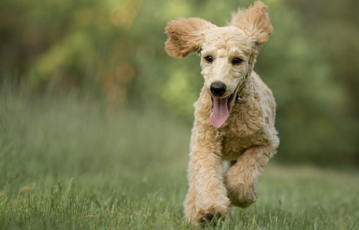 Mini Goldendoodle An Intelligent, Adorable Companion
