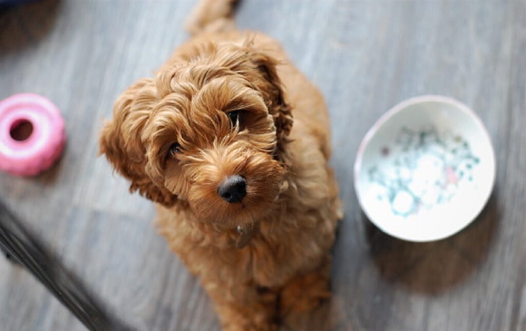 Mini goldendoodle outlet food