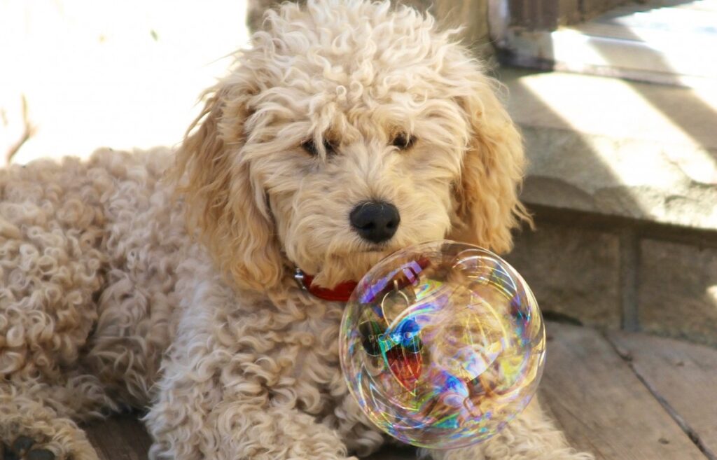 full grown white goldendoodle