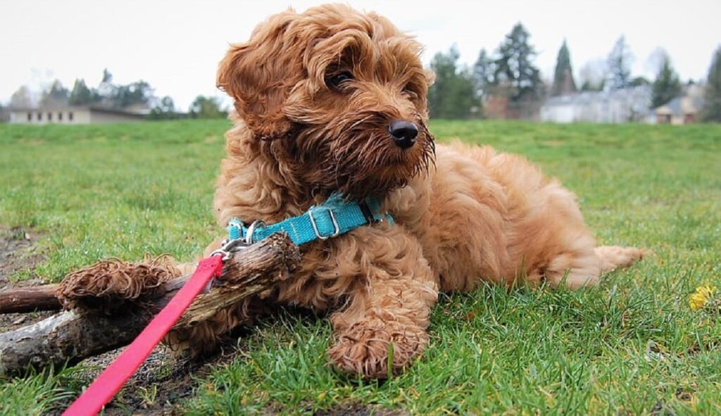 https://worldanimalfoundation.org/wp-content/uploads/2023/01/Mini-Goldendoodle-Grooming-reviiew-1024x591.jpg