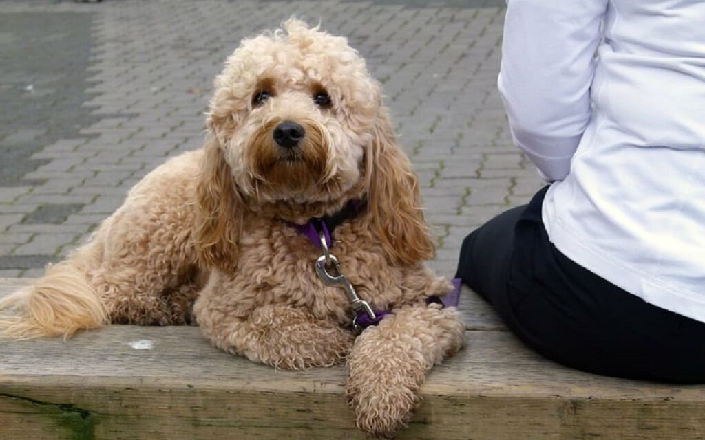 https://worldanimalfoundation.org/wp-content/uploads/2023/01/Mini-Goldendoodle-Health-and-Care-Review-3-1024x640.jpg