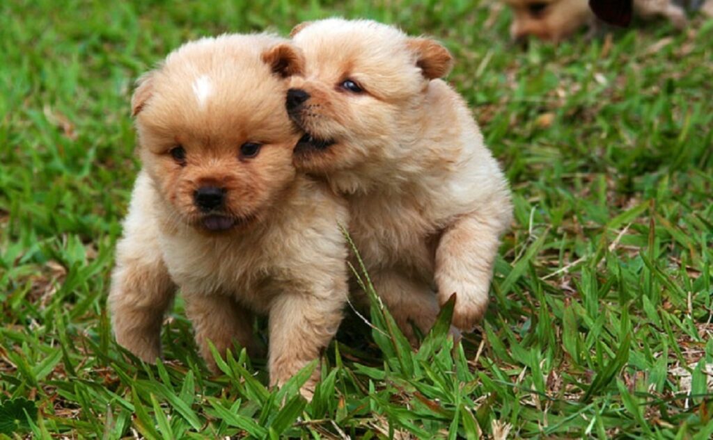 what is a mini goldendoodle