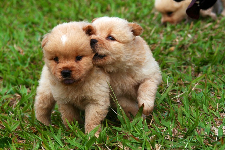 what is a mini goldendoodle