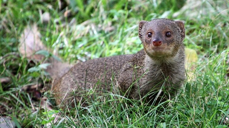 how big are mongooses
