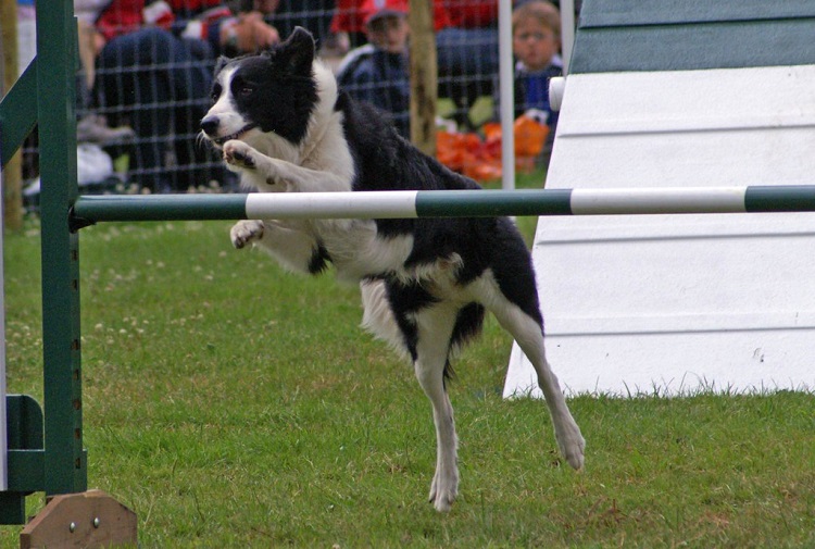 Pros and Cons of Choosing a Border Collie as a Pet - PetHelpful