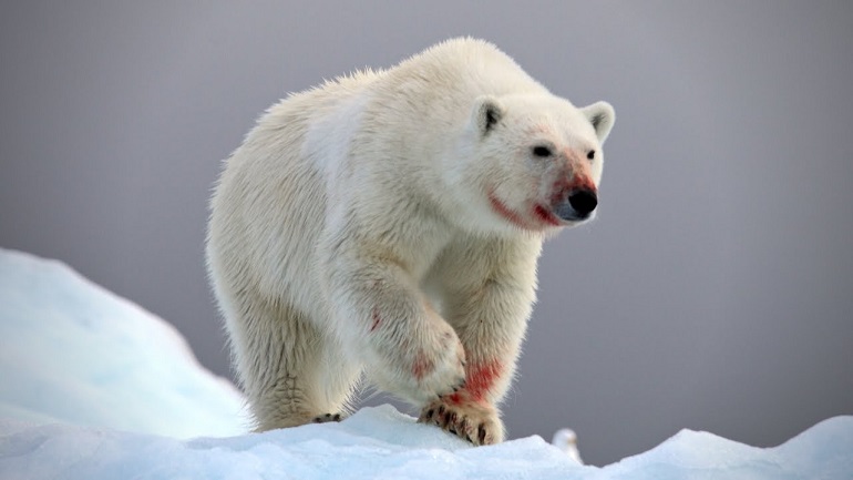 The Man Who Survived a Polar Bear Attack