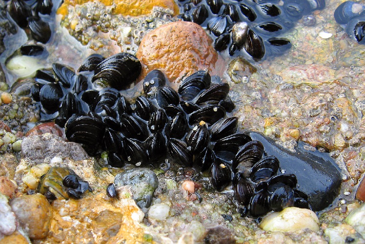 Clam habitat deals