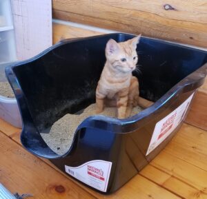 litter box for cats