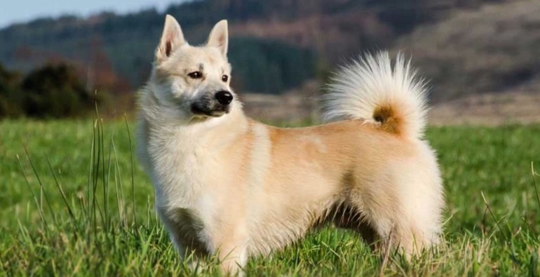 Norwegian dog best sale breeds list