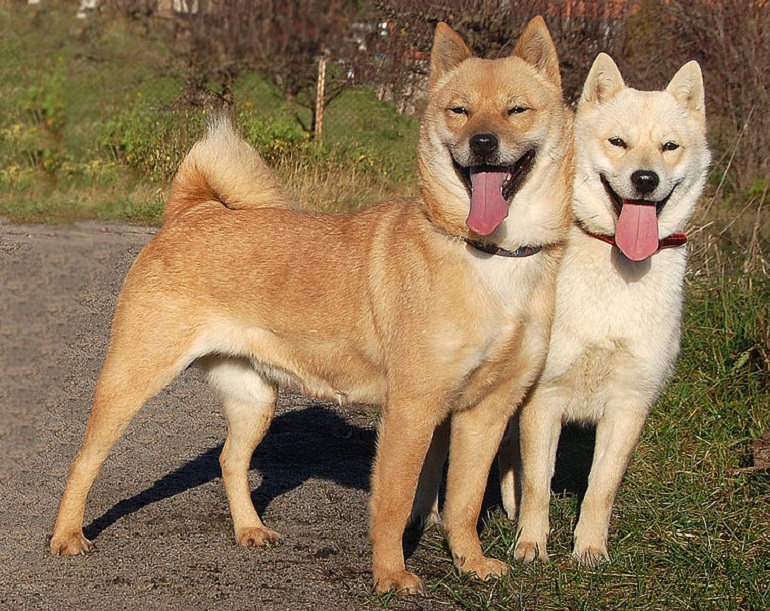 black norwegian buhund puppies
