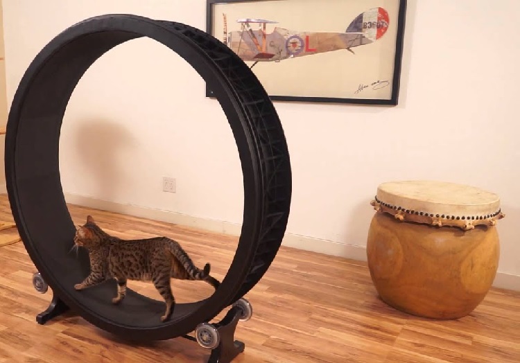 cat exercise wheel