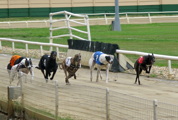  Greyhound Racing Dog Race Greyhounds T-Shirt : Clothing, Shoes  & Jewelry