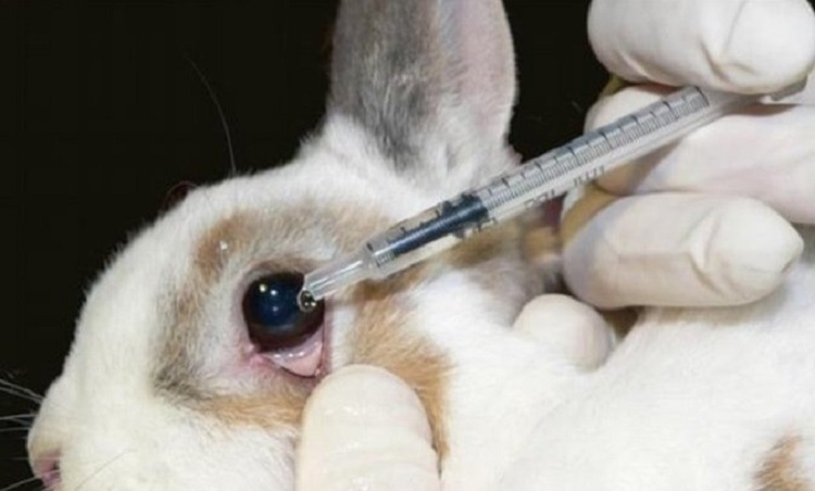 animal experiments