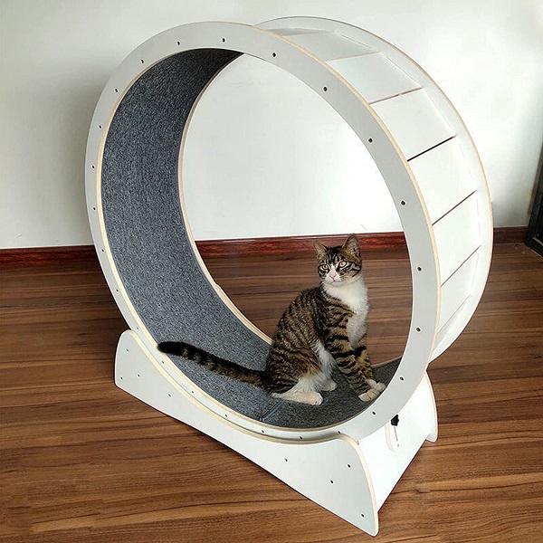 Cat wheel hot sale reviews