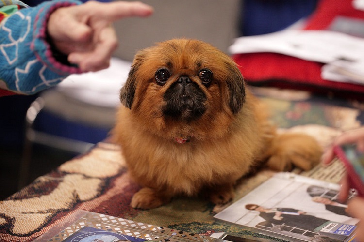 white chubby pekingese