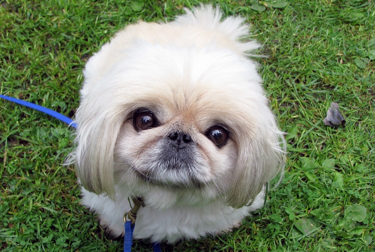 pekingese dog breed