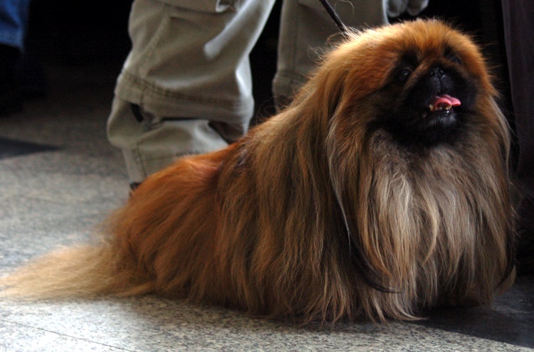 Show me best sale a pekingese