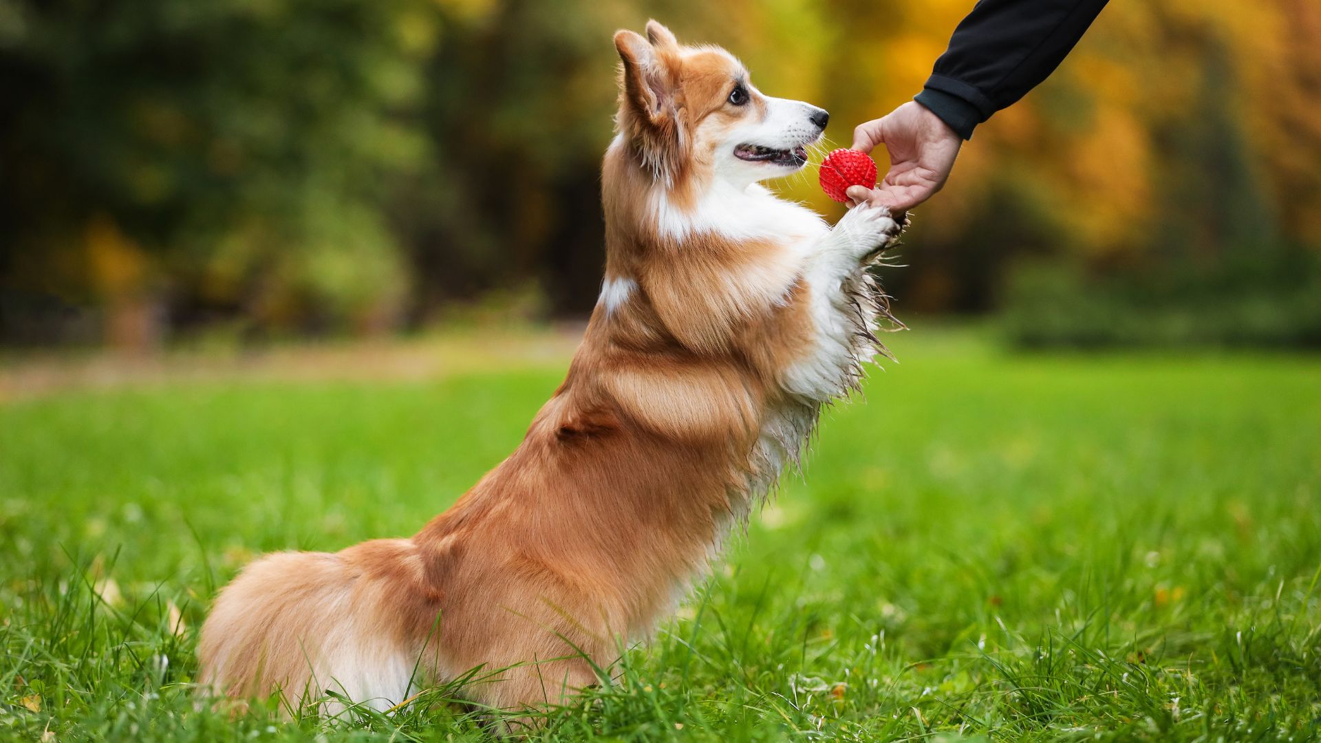 Pembroke Welsh Corgi