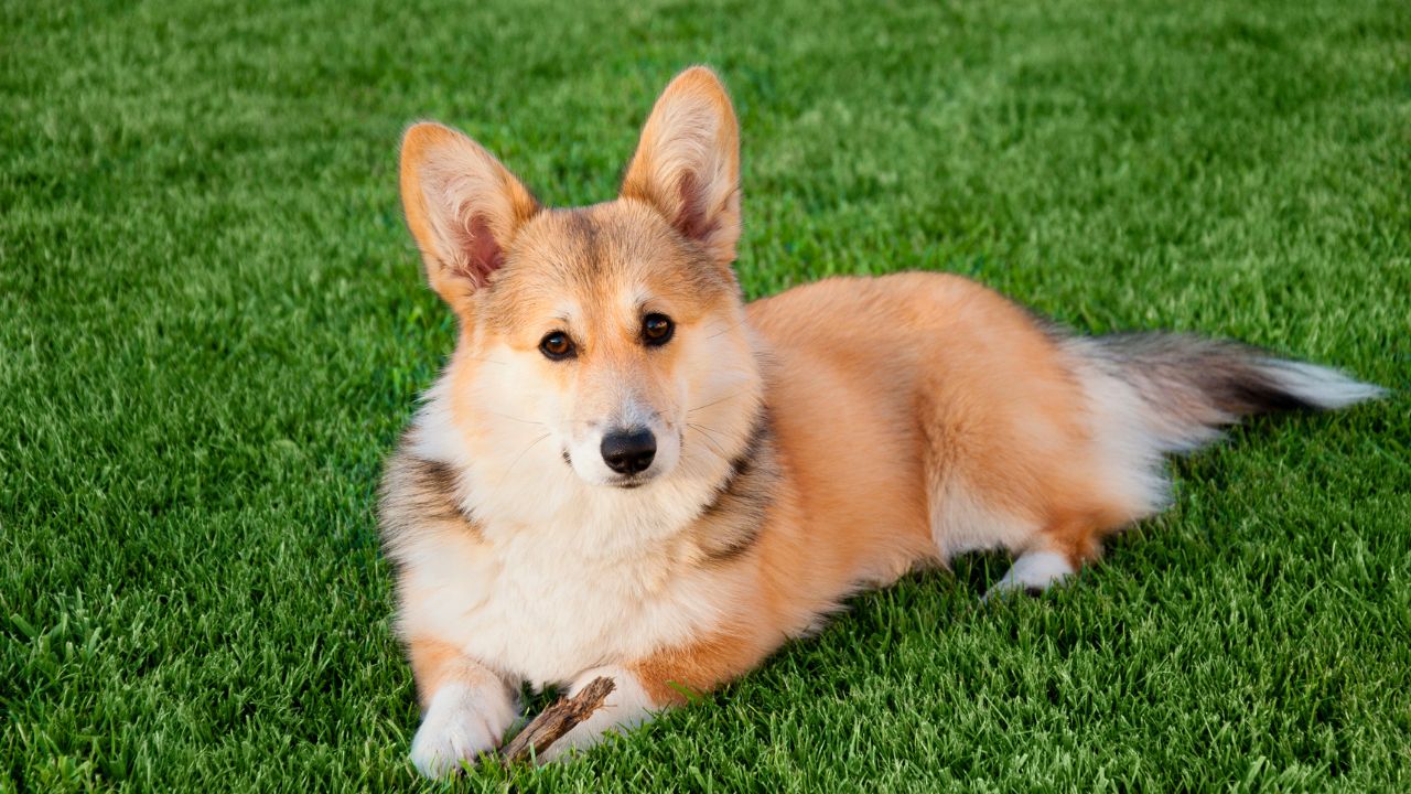 Pembroke Welsh Corgi