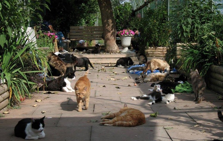 how many dogs are abandoned each year