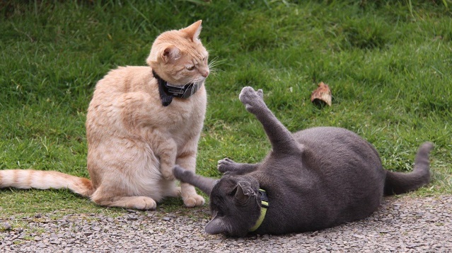 Cat wireless outlet fence