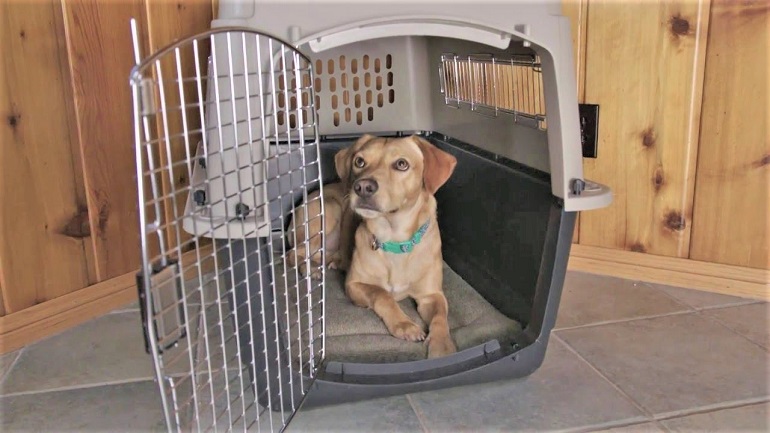 furniture style dog crates