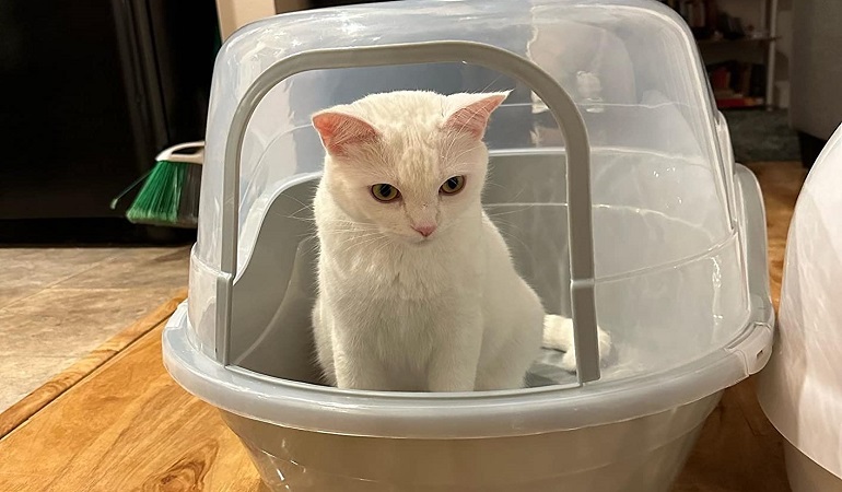 large litter box for multiple cats