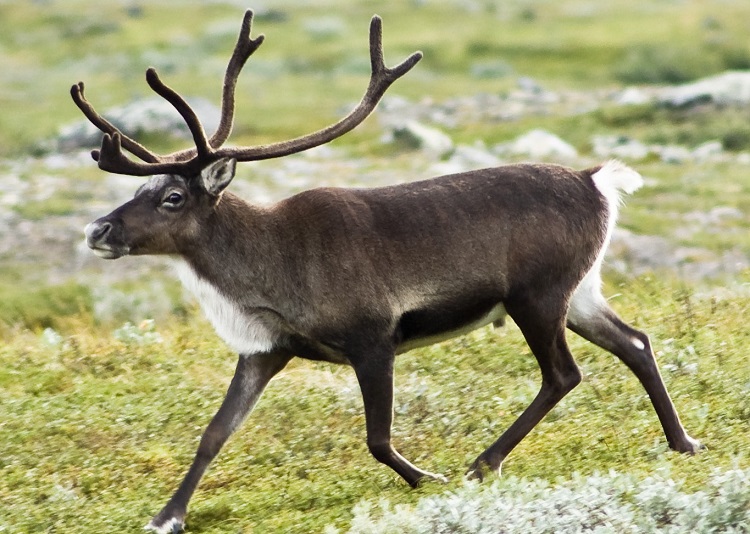 caribou antlers