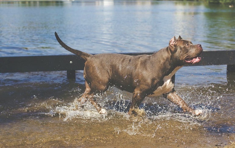 how many pit bulls are euthanized each year
