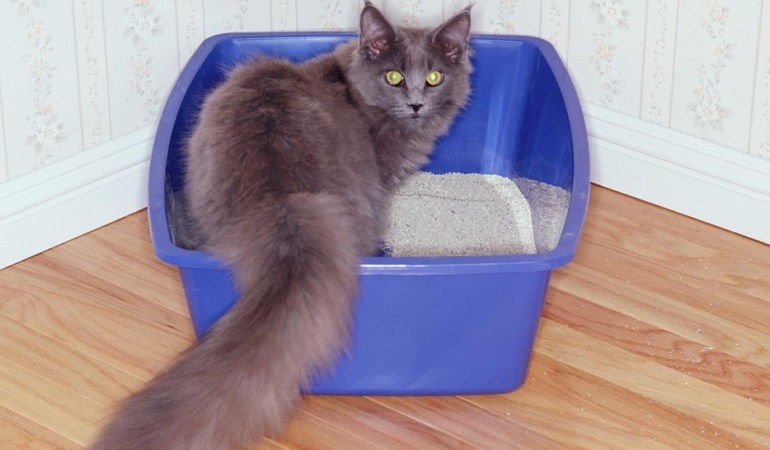 my cat lays in the litter box