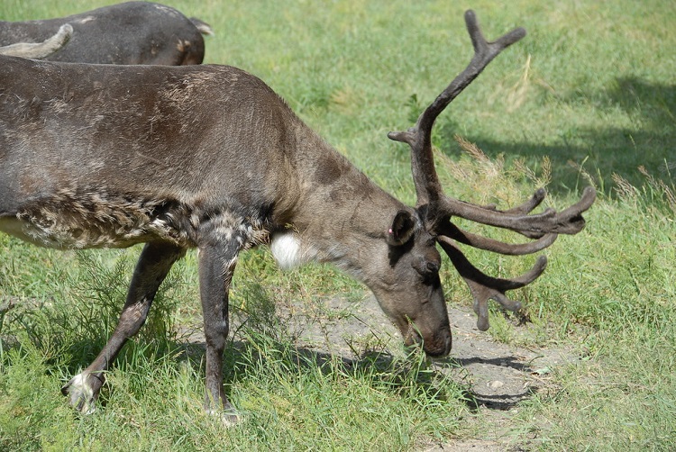 do male reindeer lose their antlers in the winter time