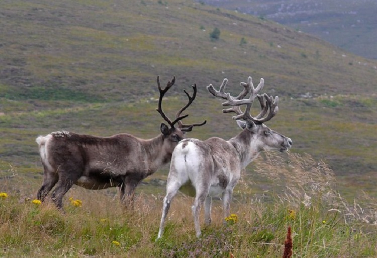 do male reindeer lose their antlers in the winter