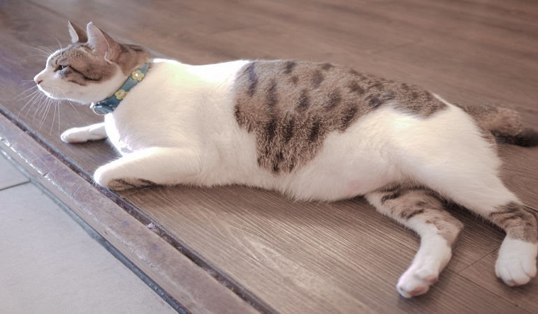 why does a cat lay in the litter box