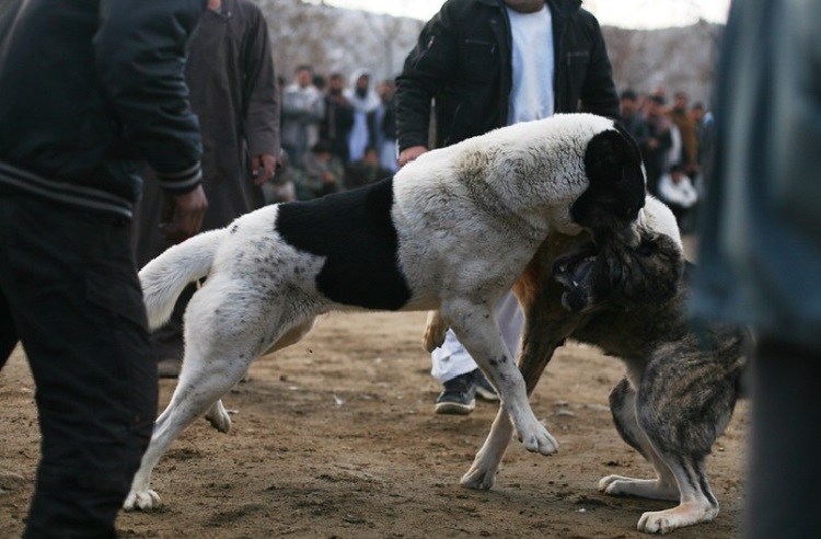 illegal dog fighting