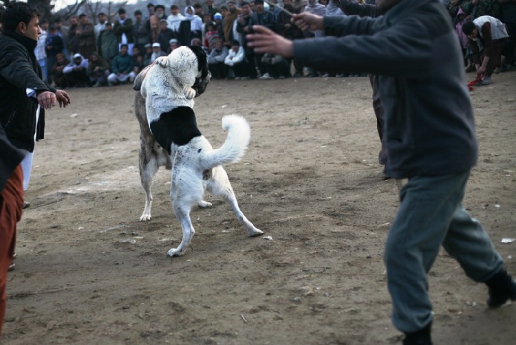 dogs fighting