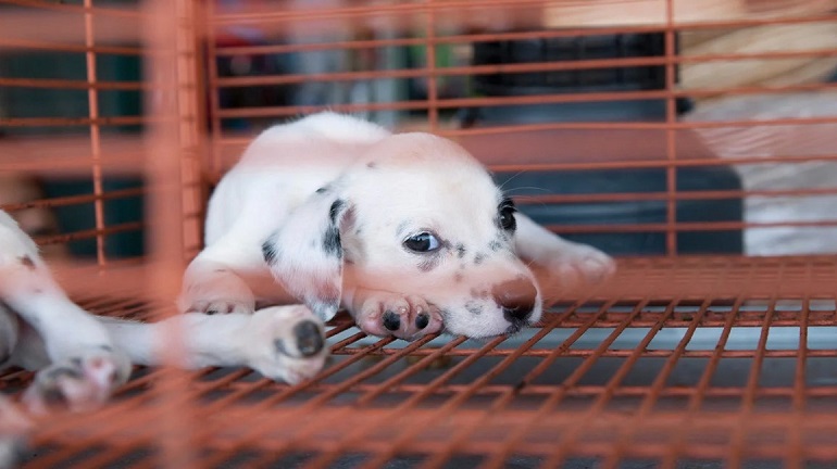 puppies at the humane society