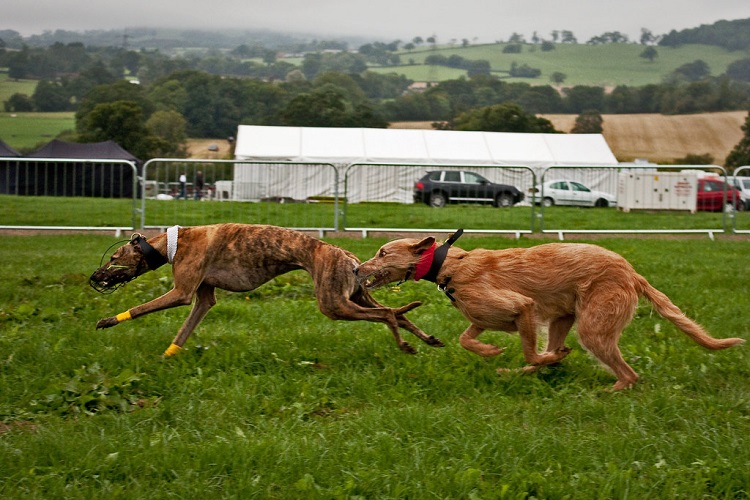 racing dogs