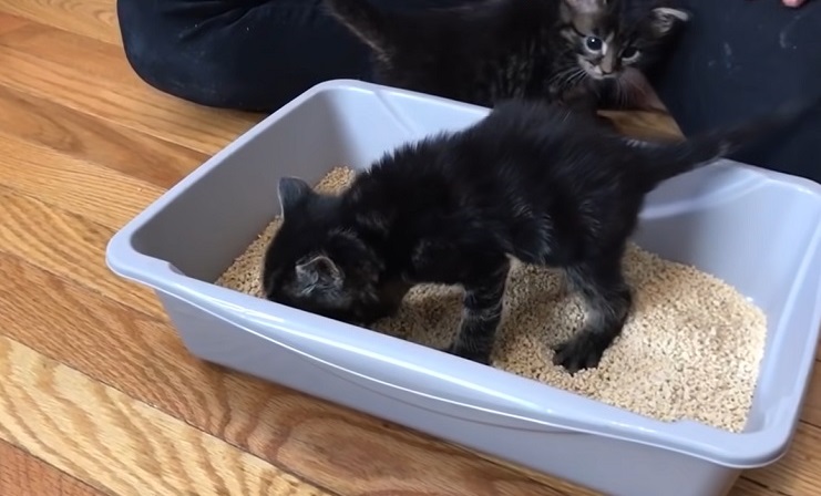 Is it normal for kittens to 2025 eat cat litter