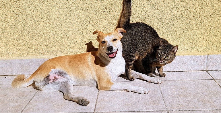 how can i prevent my dog from eating cat poop