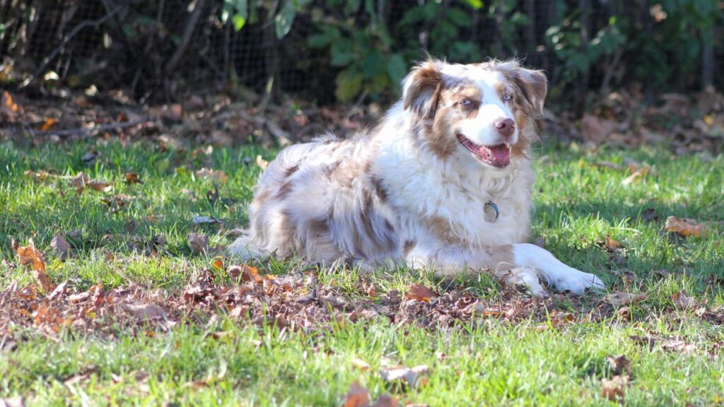 Red Merle Australian Shepherd